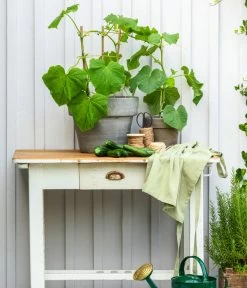 Schlangengurke -Garten & Außenbereich 8830663 WE MO 002 Gurke CucurbitaePepoZucchiniGruen