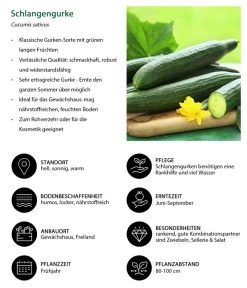 Schlangengurke -Garten & Außenbereich 8830788 WE IG 001 Schlangengurke