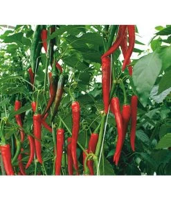 Rote Peperoni, Scharf -Garten & Außenbereich 8831687 WE DE 001 CapsicumAnnuumFireflameVolmary