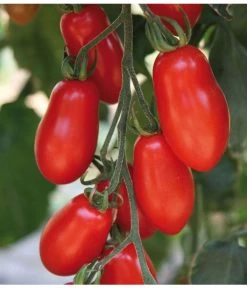 Mini San-Marzano Tomate 'Trilly' -Garten & Außenbereich 8839144 we DE 001 TomateTrilly