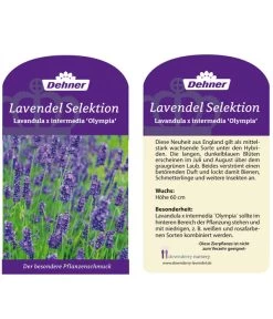 Lavendel 'Olympia' -Garten & Außenbereich LavendelOlympia